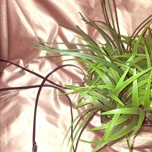 Women’s plus sized belt